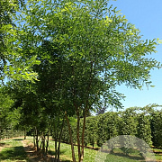 Styphnolobium japonicum 450-500 cm draadkluit meerstammig