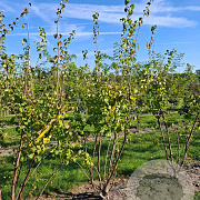 Syringa pekinensis 'China Snow' 175-200 cm draadkluit meerstammig
