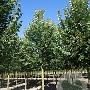 Tilia tomentosa 'Brabant' 20-25 HO draadkluit