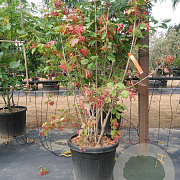 Viburnum opulus 150-175 cm cont. 55L struik