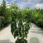 Heptacodium miconioides 80-100 cm 15L
