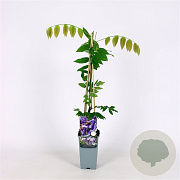 Wisteria brach. 'Okayama' 70 cm 2,0L