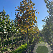 Aesculus indica 20-25 HO draadkluit