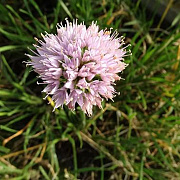 Allium senescens 'Lisa Green' GM P9