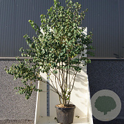 Cercidiphyllum japonicum 200-250 cm cont. 55L meerstammig