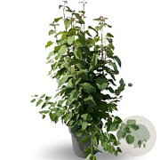 Cercidiphyllum japonicum 60-80 cm 10L meerstammig