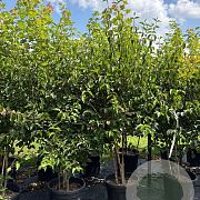 Cornus mas 175-200 cm cont. 55L meerstammig