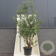 Malus 'Evereste' 200-250 cm cont. 55L meerstammig