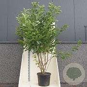 Magnolia kobus 200-250 cm cont. 55L meerstammig