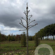 Platanus hispanica 30-35 HO draadkluit
