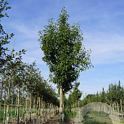 Pyrus calleryana 'Redspire' 18-20 HO draadkluit