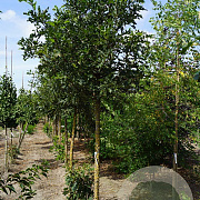 Quercus macrocarpa 14-16 HO draadkluit
