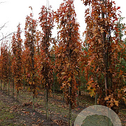 Quercus pal. Green Pillar 12-14 HO draadkluit geveerd