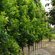 Quercus pal. 'Pringreen' 12-14 HO draadkluit geveerd
