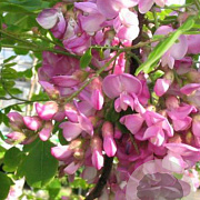 Robinia hispida 8-10 HO draadkluit