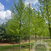 Tilia europaea 'Pallida' 30-35 HO draadkluit