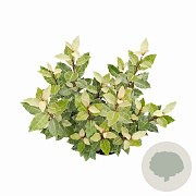 Elaeagnus ebb. 'Compacta' 50-70 cm 5,0L