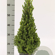 Picea glauca December 50-60 cm 3,0L