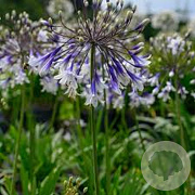 Agapanthus Fireworks GM P9