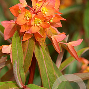 Euphorbia griff. 'Beauty Orange' GM P9