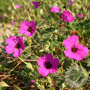 Geranium cin. 'Giuseppii' GM P9
