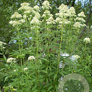 Eupatorium mac. 'Album' GM P9