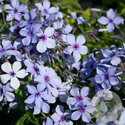 Phlox div. 'Clouds of Perfume' GM P9