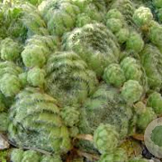 Sempervivum ciliosum borisii GM P9