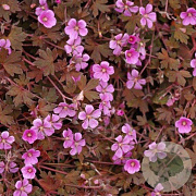 Geranium 'Bob's Blunder' GM P9