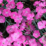 Dianthus grat. 'Feuerhexe' GM P9