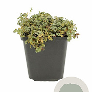 Acaena magellanica GM P9 BIO