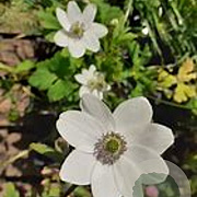 Anemone leveillei GM P9 BIO