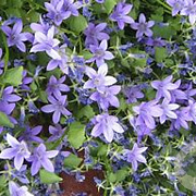 Campanula portenschlagiana GM P9 BIO