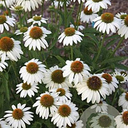 Echinacea p. 'Avalanche' GM P9 BIO