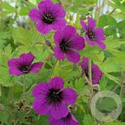 Geranium 'Sandrine' GM P9 BIO