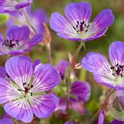 Geranium 'Sweet Heidy' GM P9 BIO