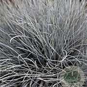 Festuca glauca 'Eisvogel' GM P9 BIO