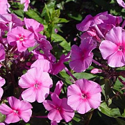 Phlox amplifolia 'Winnetou' GM P9 BIO