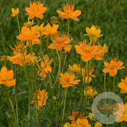 Trollius chinensis 'Golden Queen' GM P9 BIO