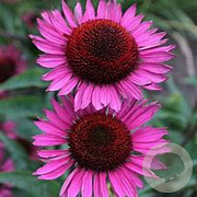 Echinacea p. 'Fatal Attraction' GM P9 BIO
