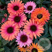 Echinacea Sunseekers Rainbow GM P9 BIO