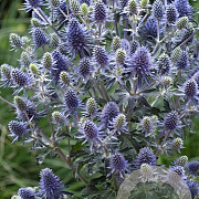 Eryngium pl. 'Blue Hobbit' GM P9 BIO