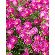 Aster 'Neron' GM P9 BIO