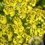 Euphorbia seguieriana niciciana GM P9 BIO