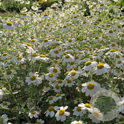 Tanacetum niveum 'Jackpot' GM P9 BIO