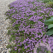 Thymus longicaulis 'Odoratus' GM P9 BIO
