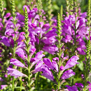 Physostegia v. 'Vivid' GM P9 BIO