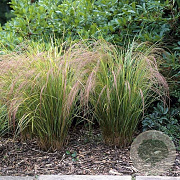 Calamagrostis arundinacea GM P9 BIO