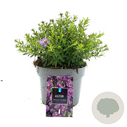 Aster 'Wood's Purple' GM P9 BIO
