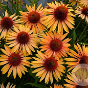 Echinacea p. 'Big Kahuna' GM P9 BIO